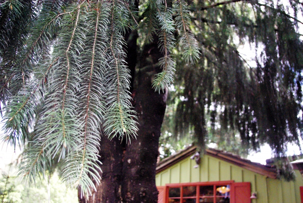 Abies bracteata