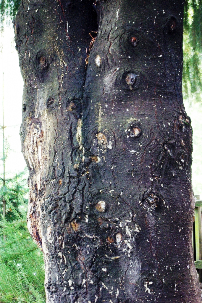 Abies bracteata