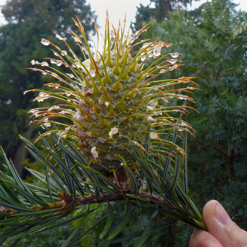 Abies bracteata