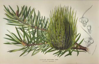 Abies bracteata
