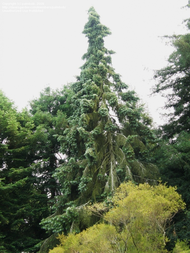 Abies bracteata