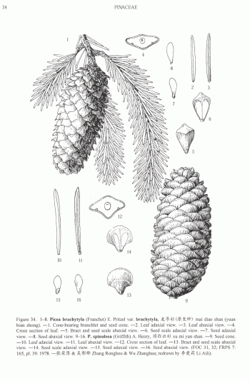 Picea brachytyla