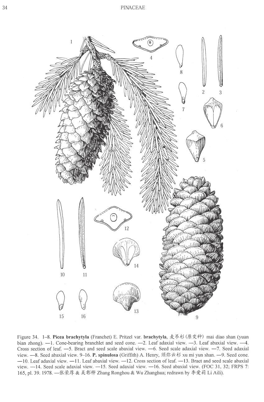 Picea brachytyla