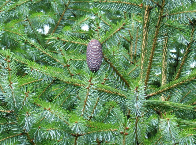 Picea brachytyla
