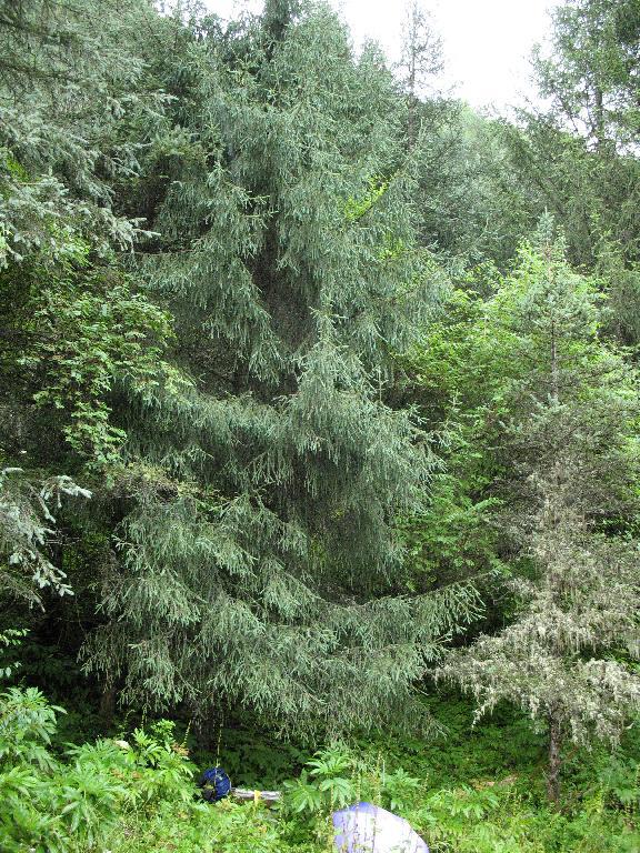 Picea brachytyla