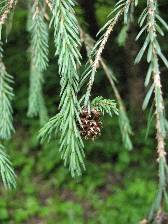 Picea brachytyla