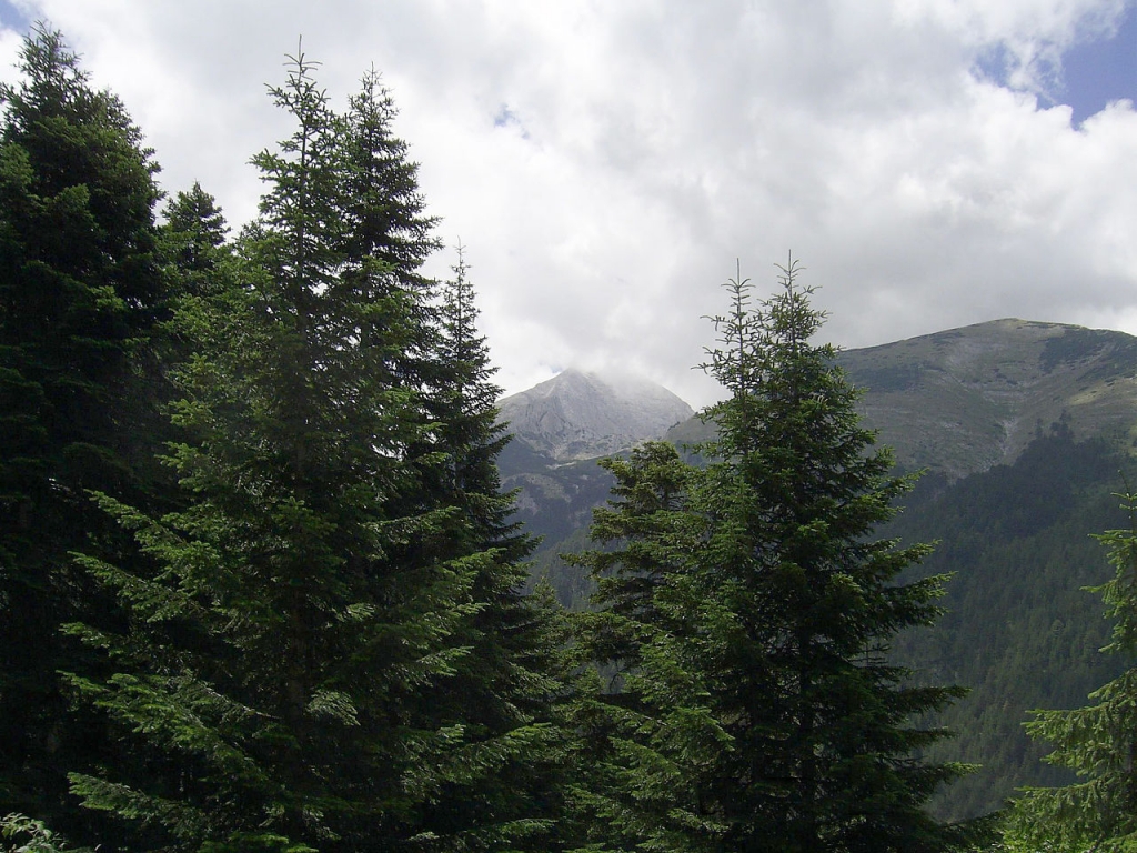 Abies borisii-regis