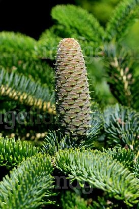 Abies borisii-regis