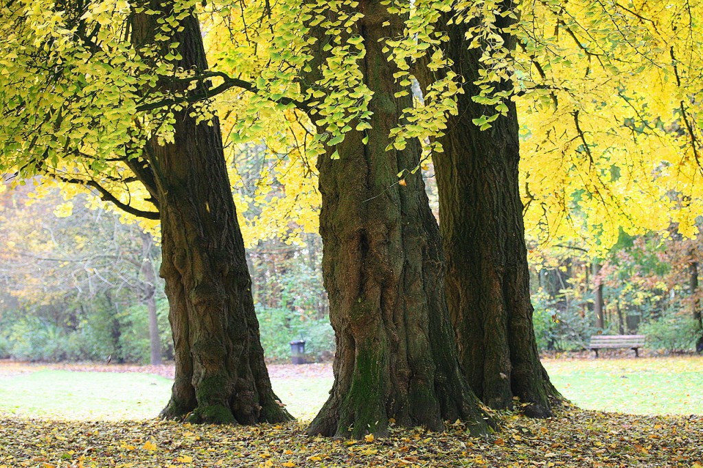 Ginkgo biloba
