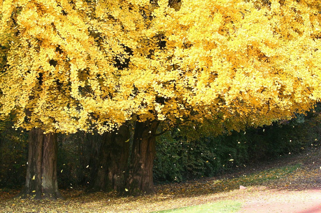 Ginkgo biloba