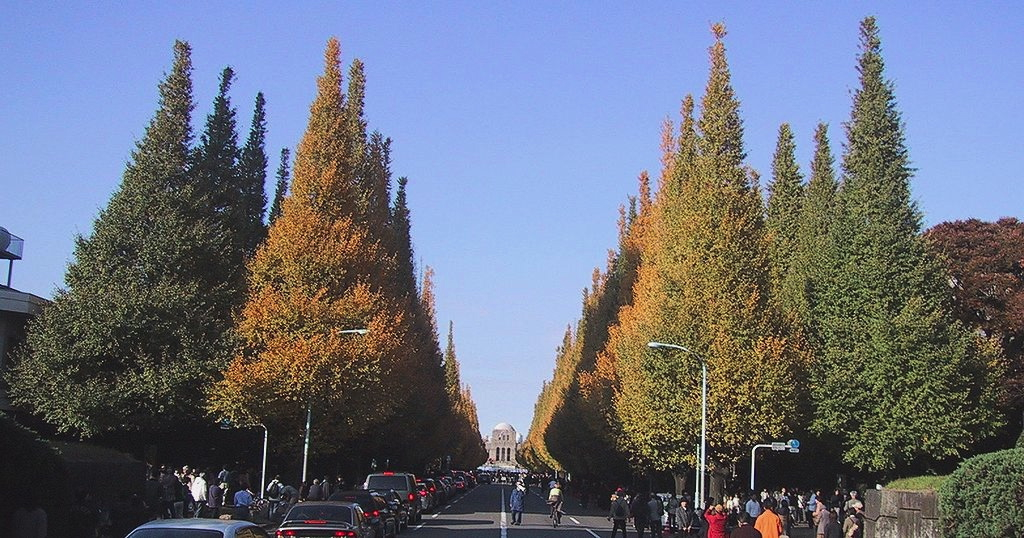 Ginkgo biloba