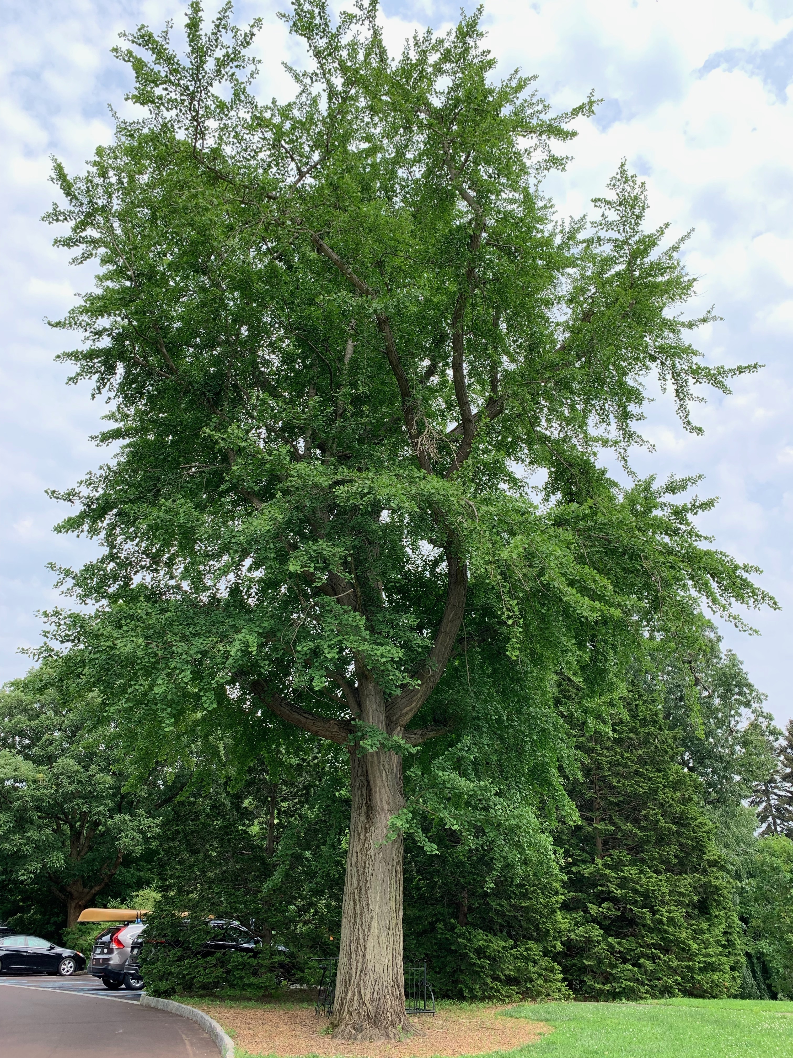 Ginkgo biloba