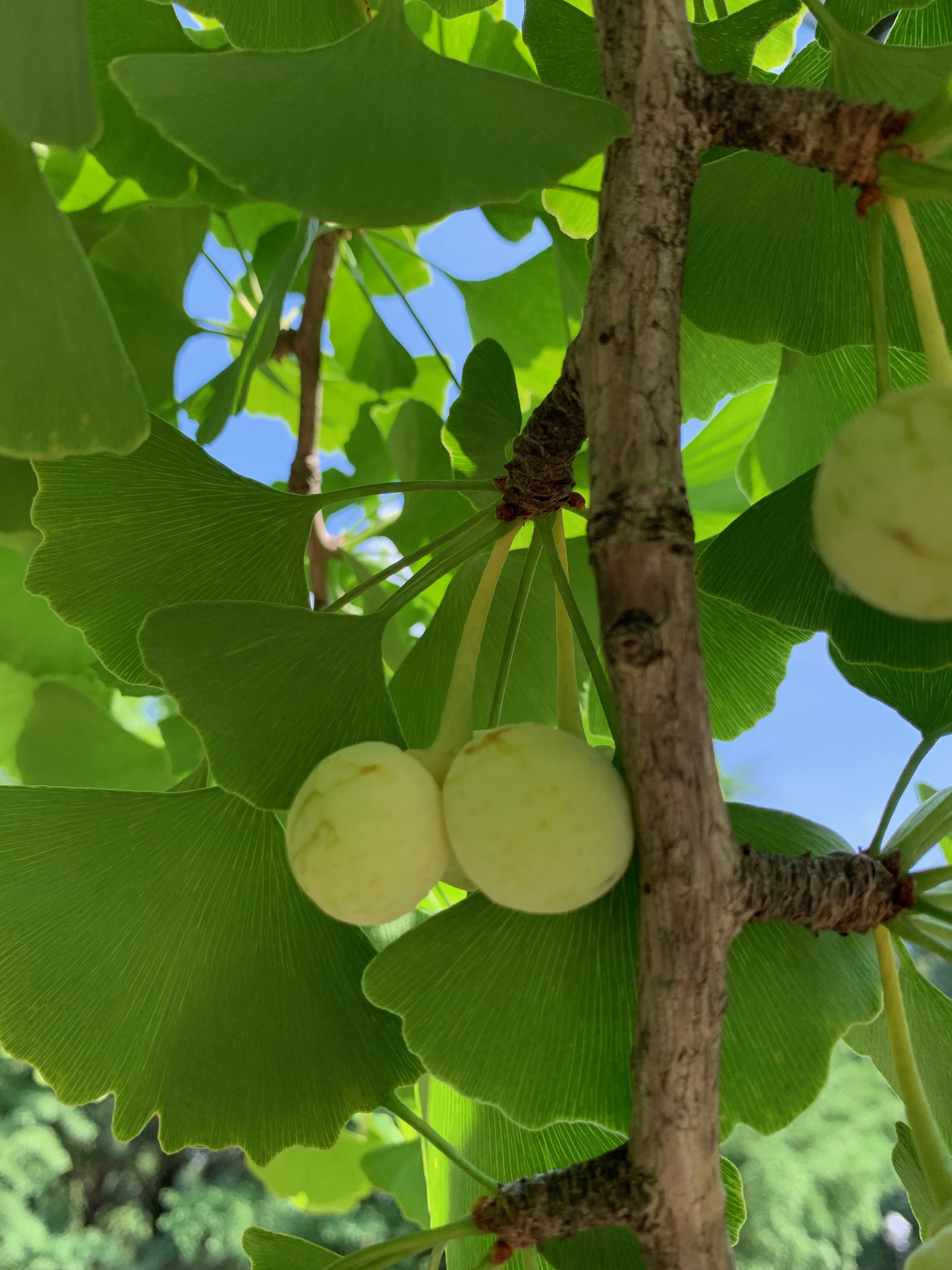 Ginkgo biloba