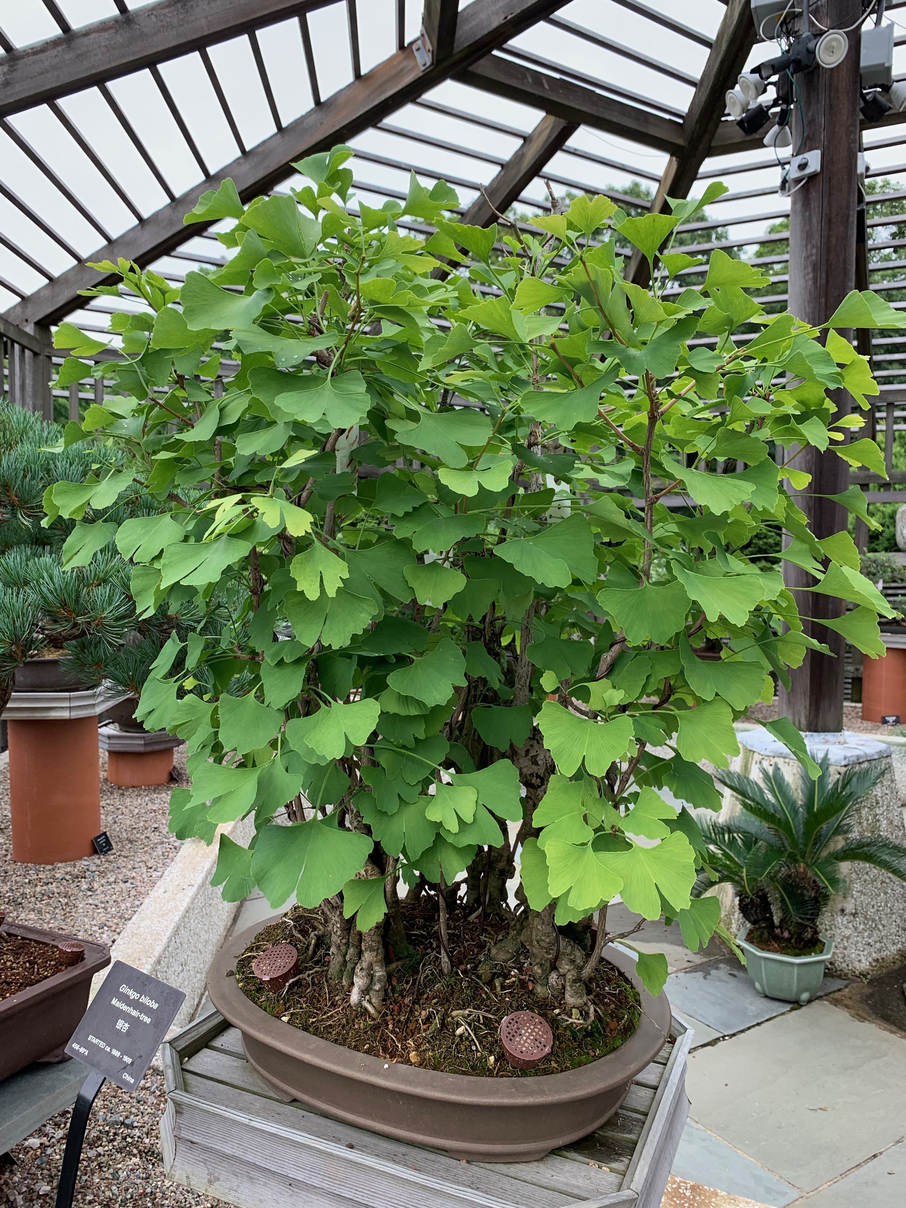 Ginkgo biloba
