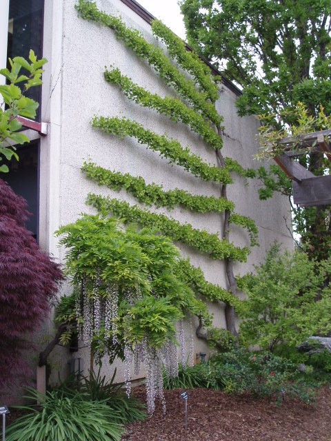 Ginkgo biloba