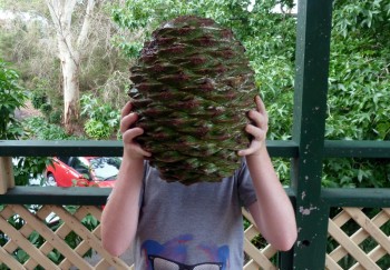 Araucaria bidwillii