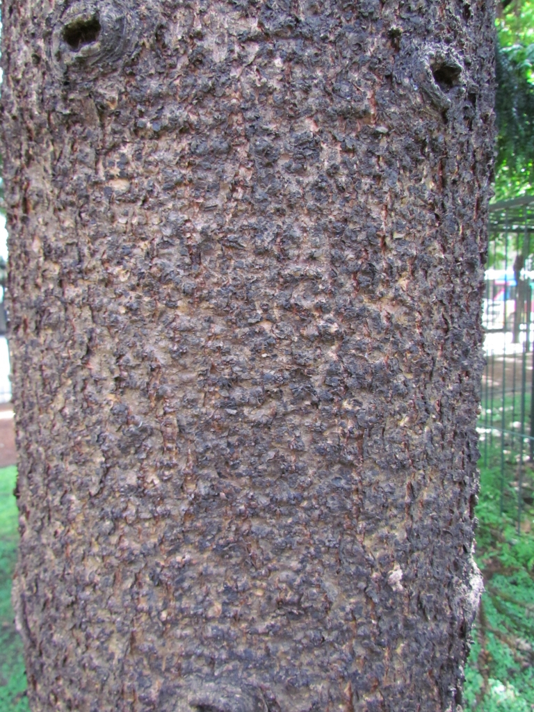Araucaria bidwillii