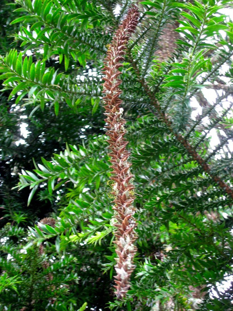 Araucaria bidwillii