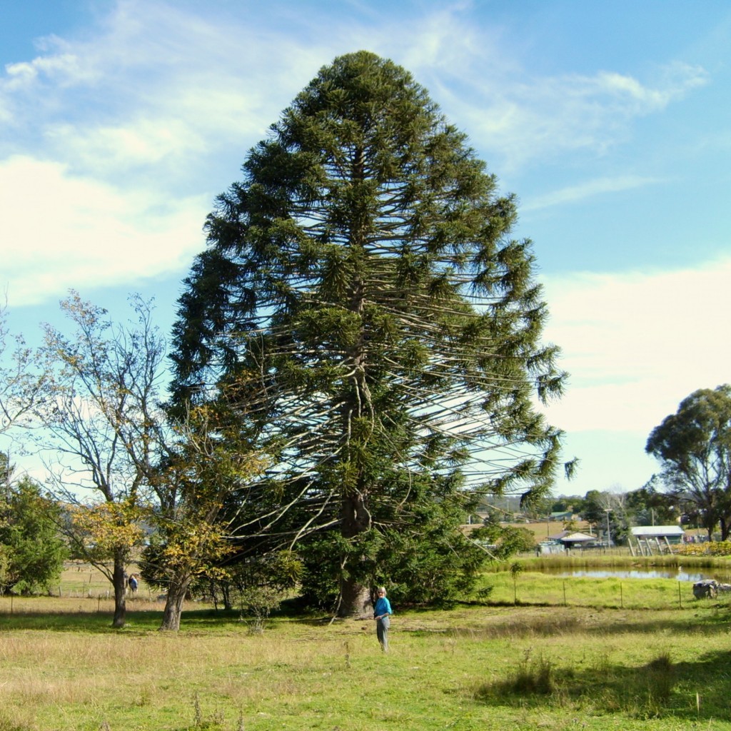 Araucaria bidwillii
