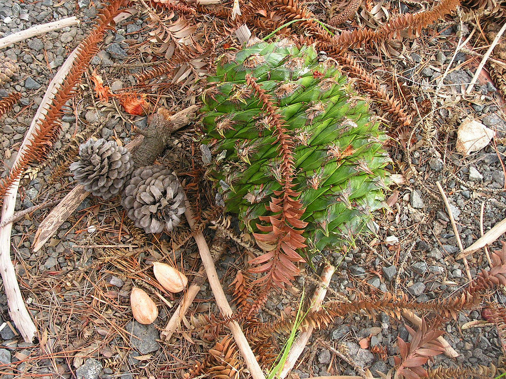 Araucaria bidwillii