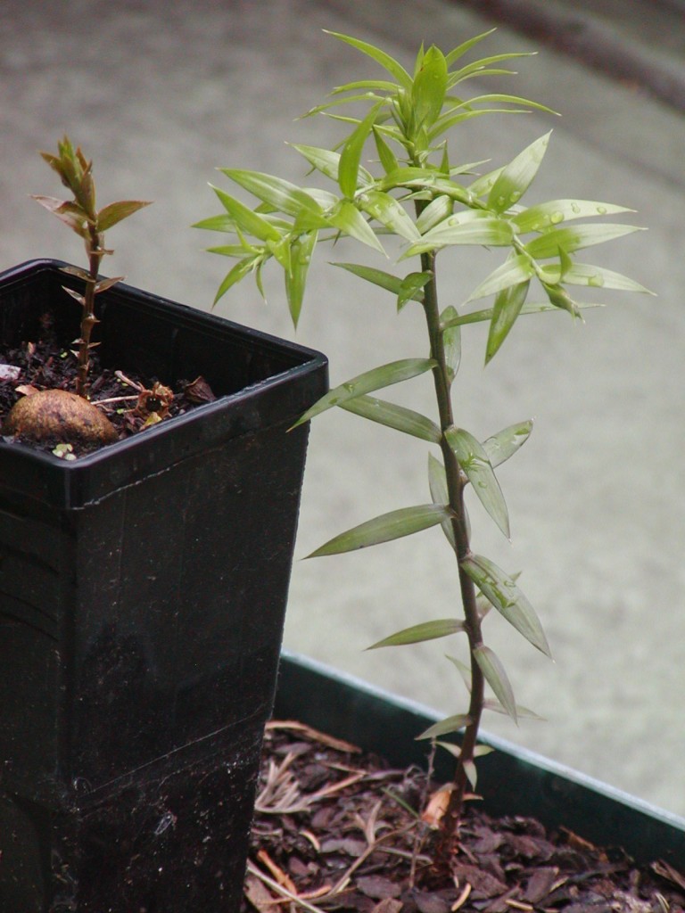 Araucaria bidwillii