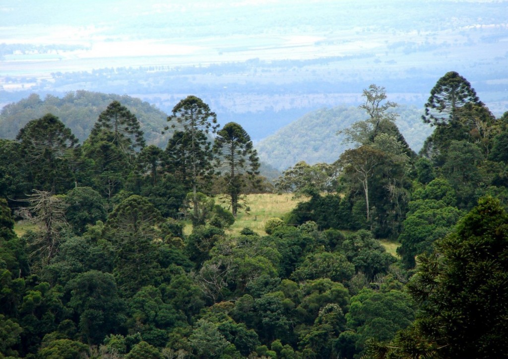 Araucaria bidwillii