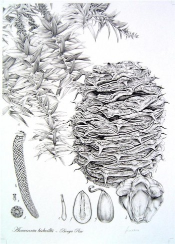 Araucaria bidwillii