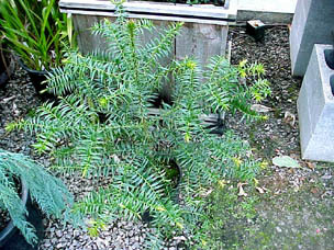 Araucaria bidwillii