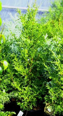 Libocedrus bidwillii