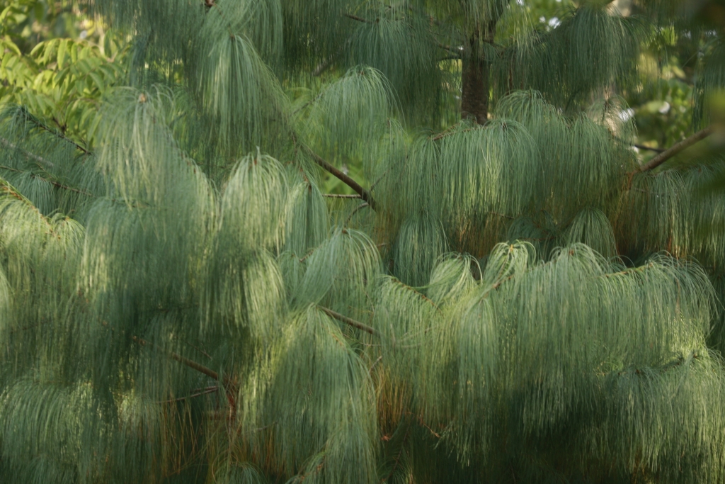 Pinus bhutanica