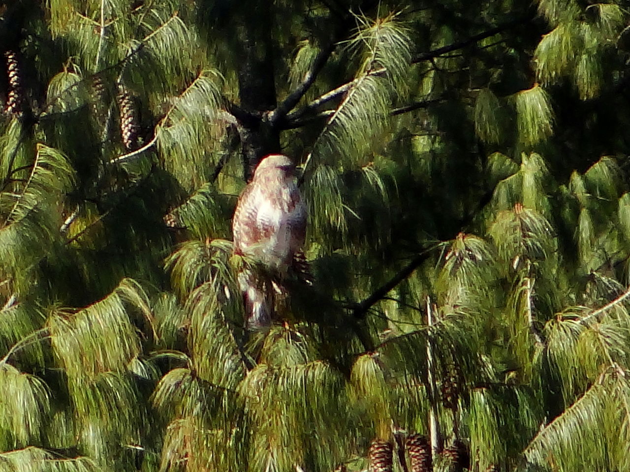 Pinus bhutanica