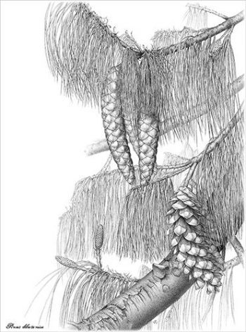 Pinus bhutanica