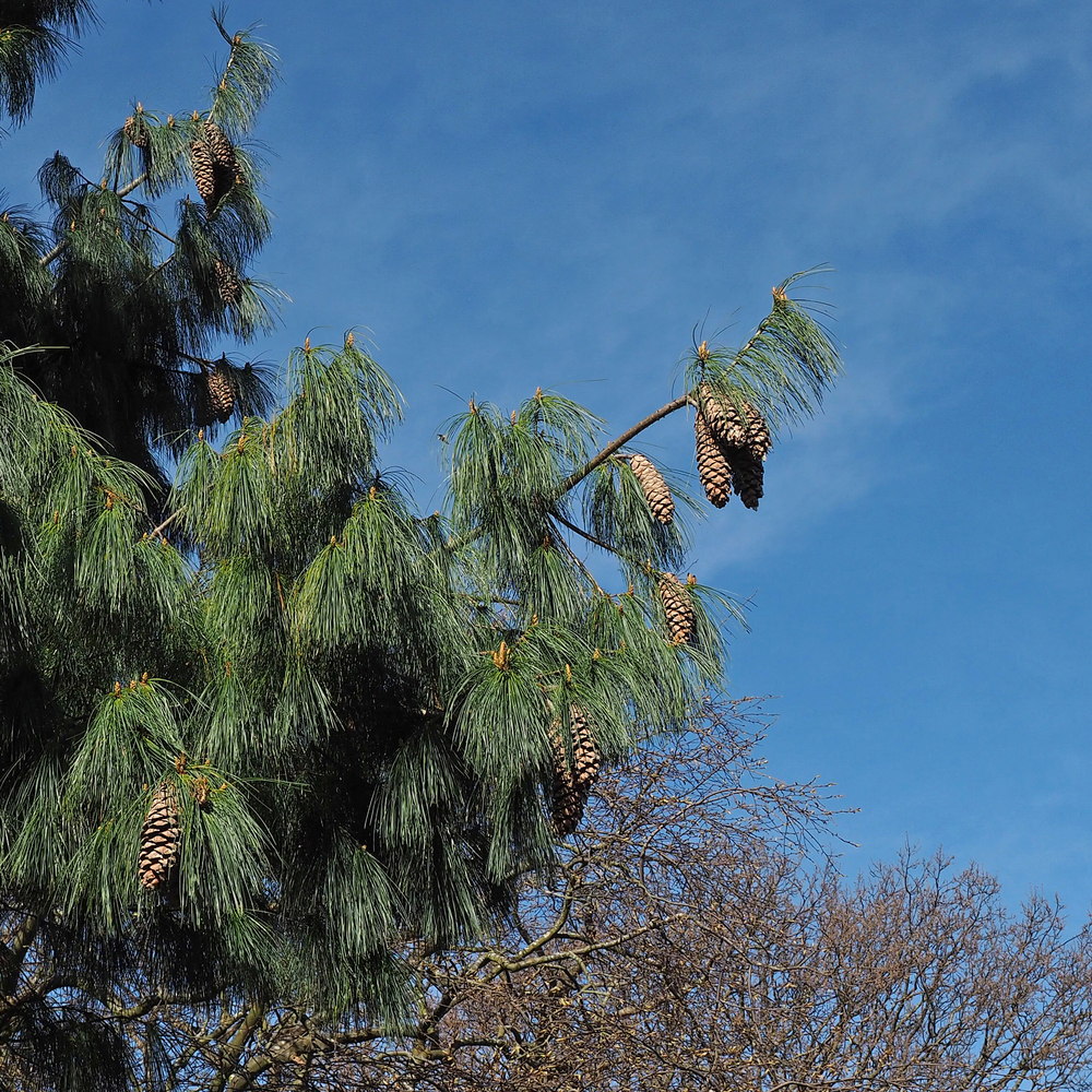Pinus bhutanica