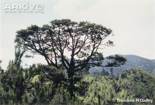Abies beshanzuensis