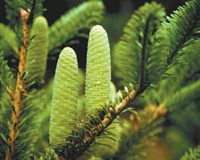 Abies beshanzuensis