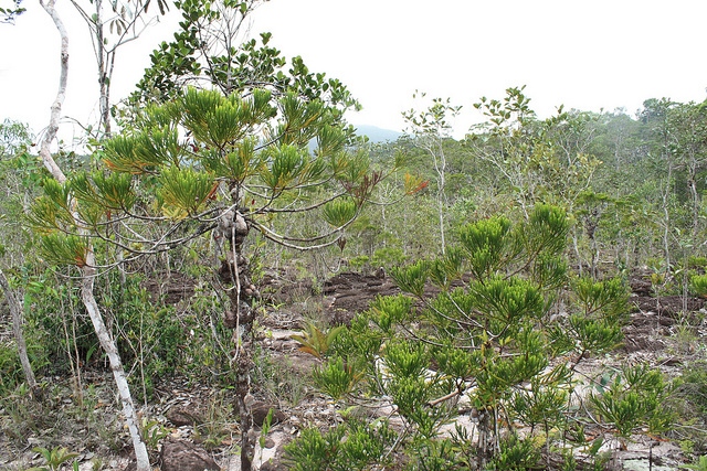 Dacrydium beccarii