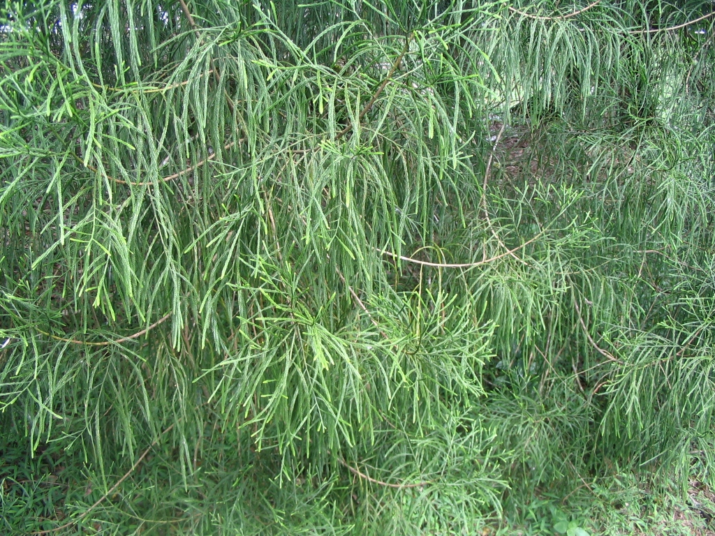 Dacrydium beccarii