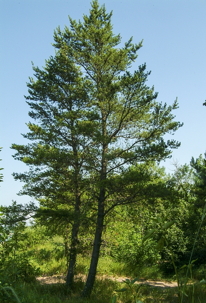 Pinus banksiana