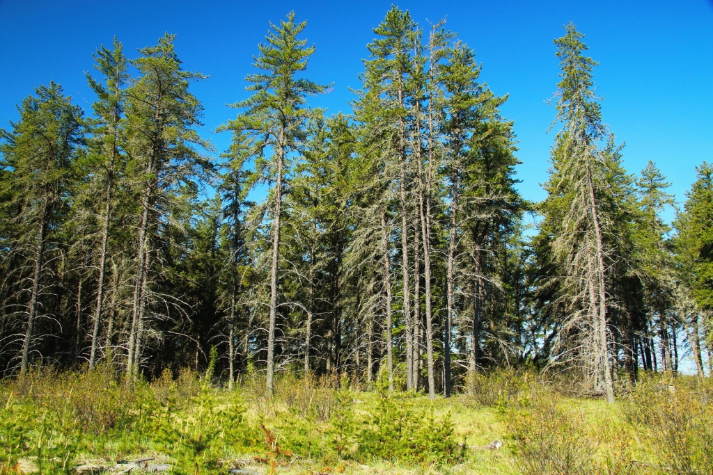 Pinus banksiana