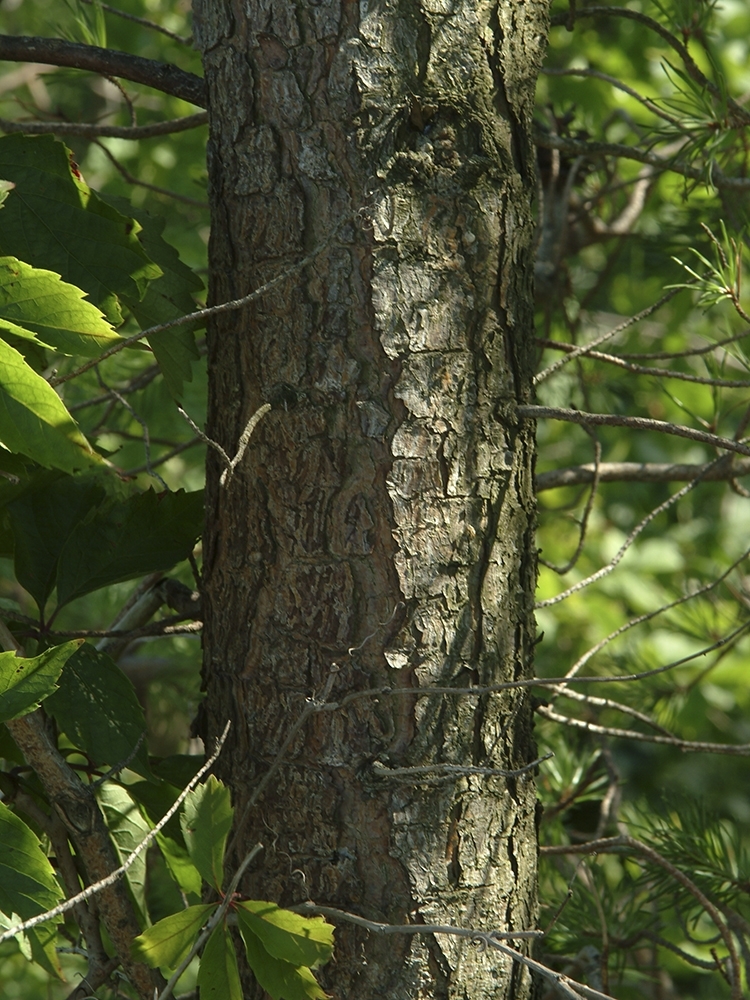 Pinus banksiana