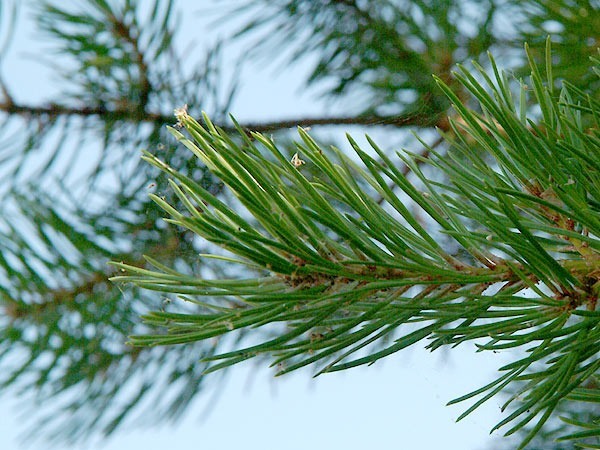 Pinus banksiana
