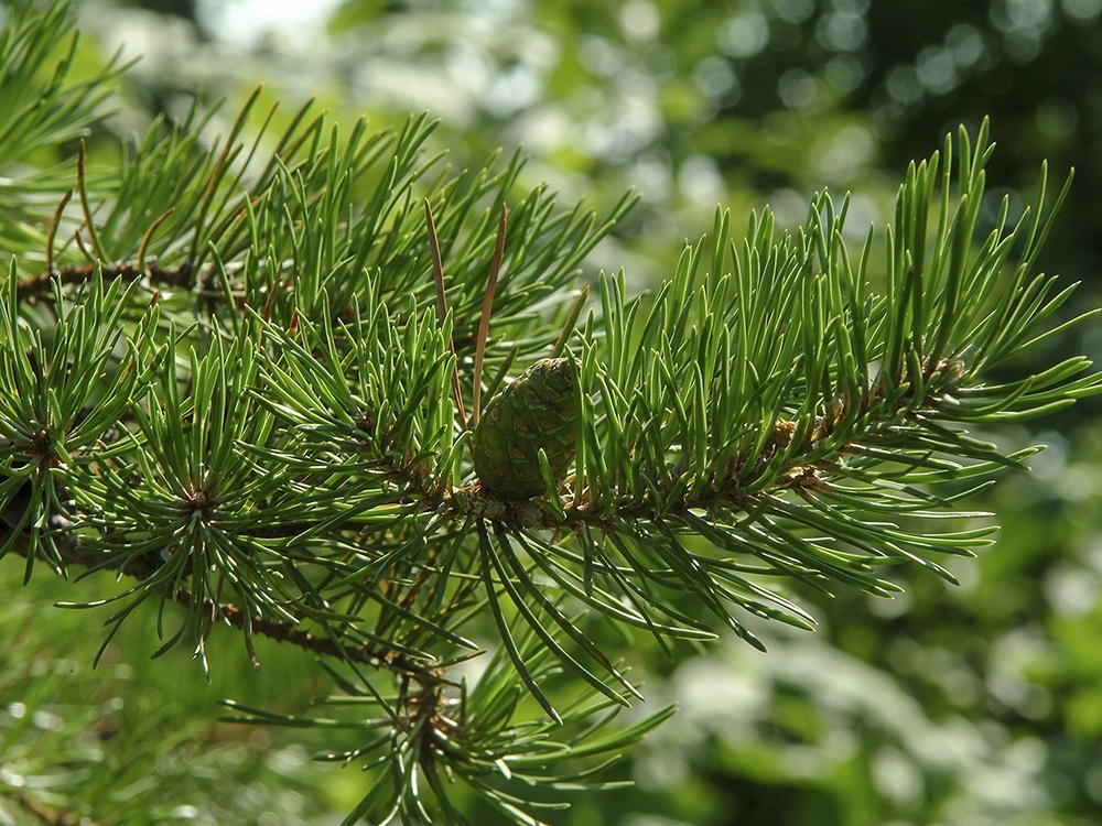 Pinus banksiana