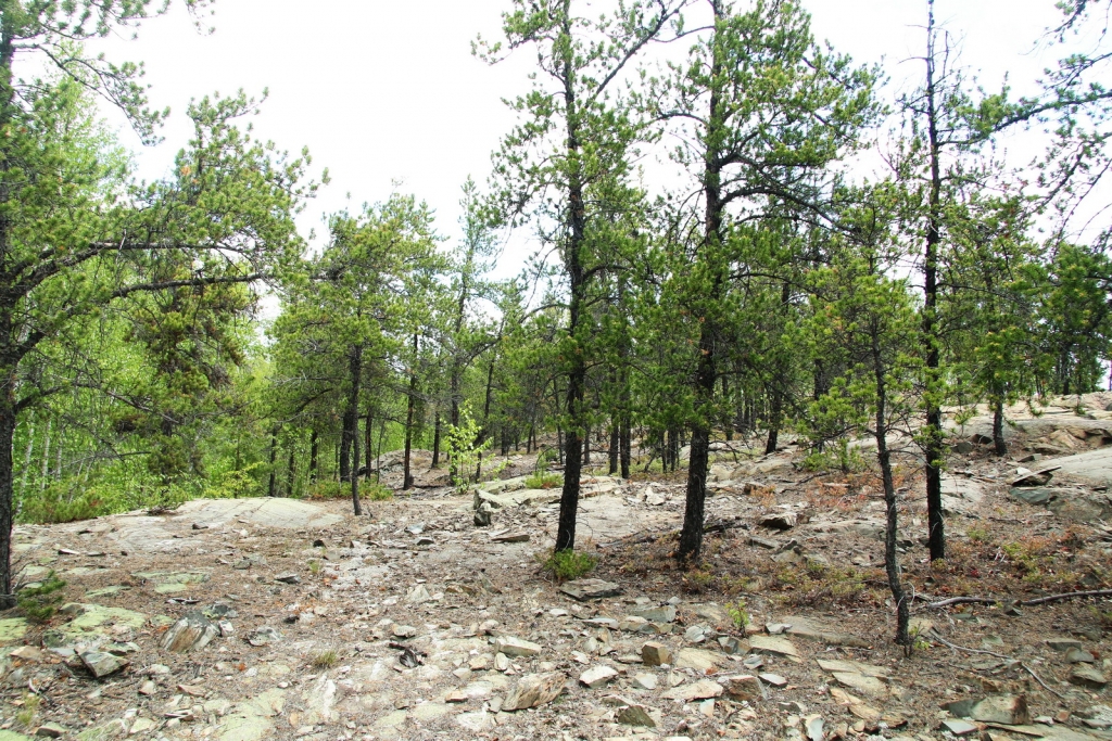 Pinus banksiana
