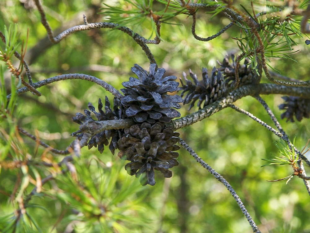 Pinus banksiana