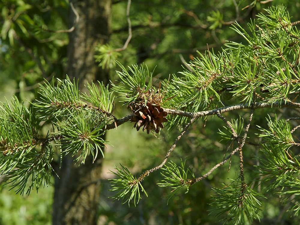 Pinus banksiana