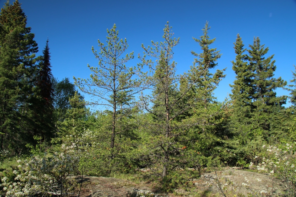 Pinus banksiana