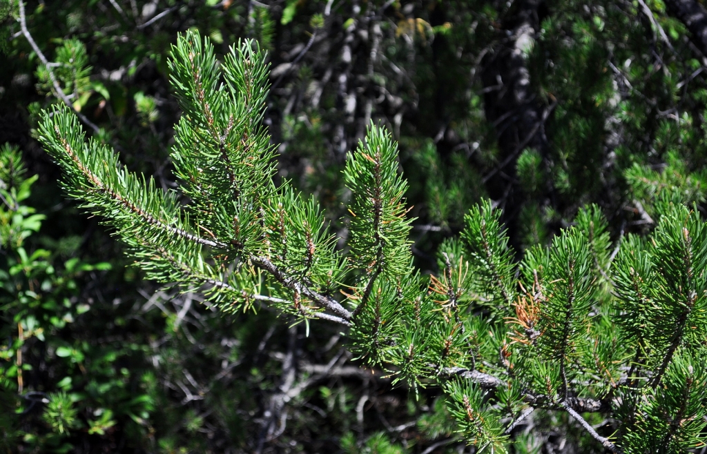 Pinus banksiana