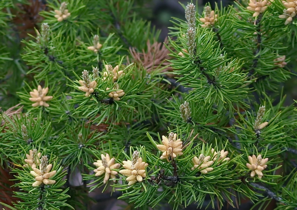 Pinus banksiana