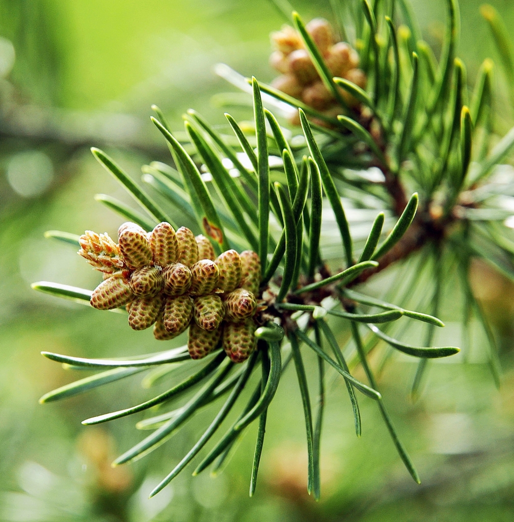 Pinus banksiana