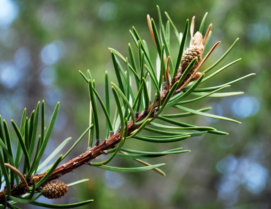 Pinus banksiana